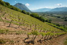 Charger l&#39;image dans la galerie, Vin de Savoie Blanc &quot;Troublant&quot; 2019 Domaine des Côtes Rousses
